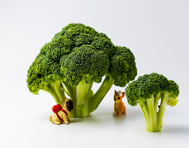 西藍(lán)花、蔬菜、食材-康興醫(yī)療器械官網(wǎng)